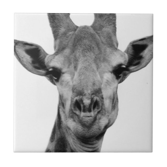 Black and White Giraffe Photograph Ceramic Tile (Front)