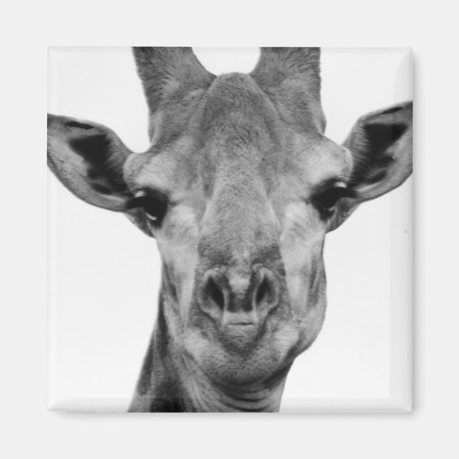 Black and White Giraffe Photograph Magnet (Front)