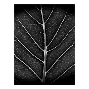 Black and white glowing leaf close-up poster