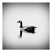 Black and White Goose