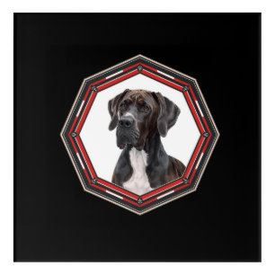 Black And White Great Dane In A Red Frame Acrylic Print