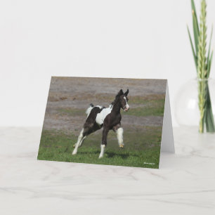 Black and White Gypsy Vanner Foal Running Card