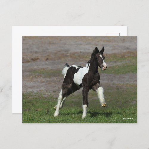 Black and White Gypsy Vanner Foal Running Postcard
