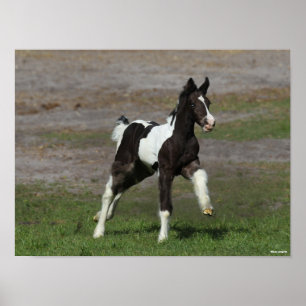 Black and White Gypsy Vanner Foal Running Poster
