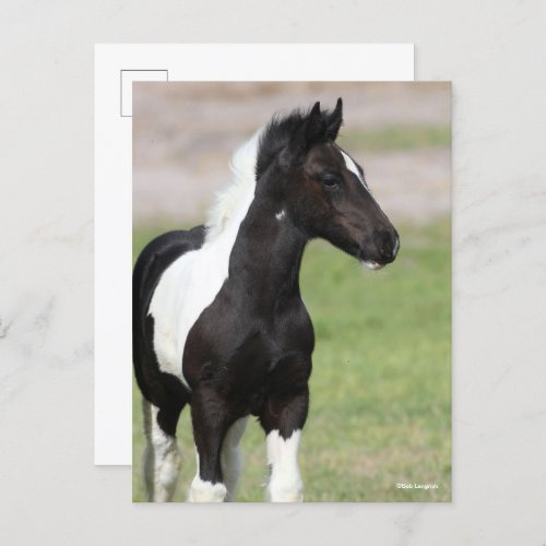 Black and White Gypsy Vanner Foal Standing Postcard