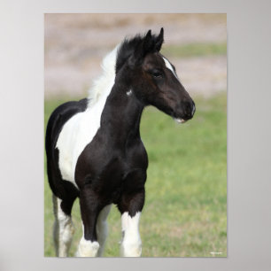 Black and White Gypsy Vanner Foal Standing Poster