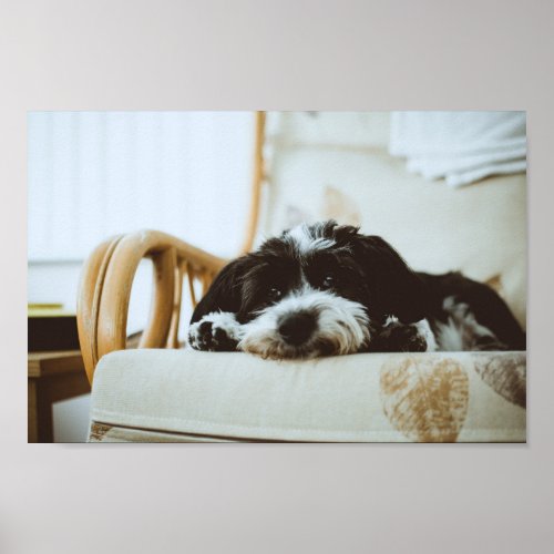 Black And White Havanese Dog Poster