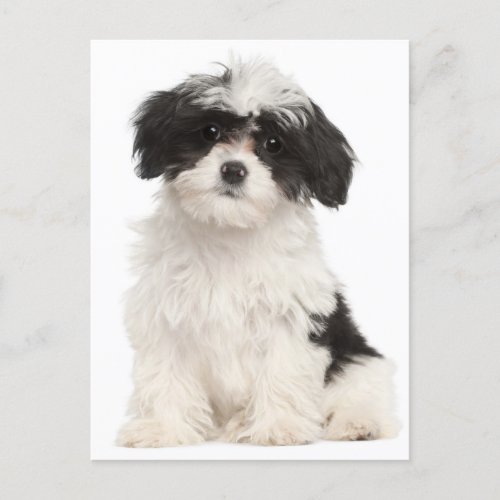 Black And White Havanese Puppy Dog Postcard