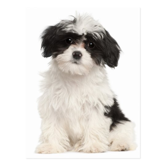 Download Black And White Havanese Puppy Dog Postcard | Zazzle.com