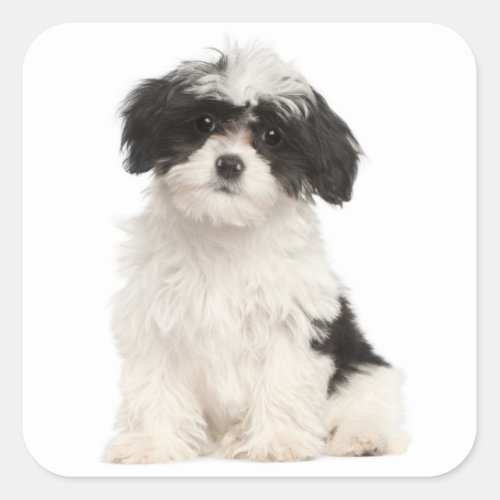 Black And White Havanese Puppy Dog Sticker