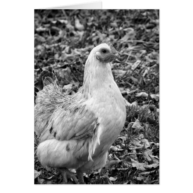 Black and White Hen Cards (Front)