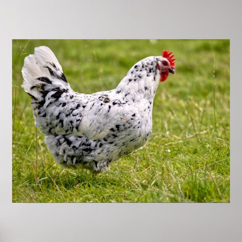 Black and white hen postcard poster