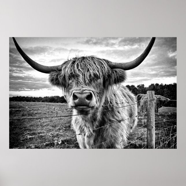 Black and White Highland Cow Poster (Front)