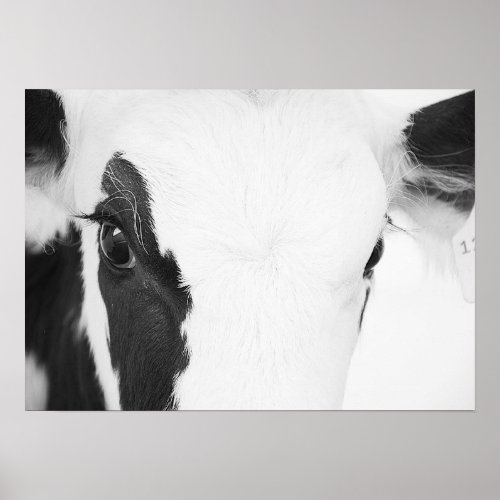 Black and White Holstein Cow Eyes Poster