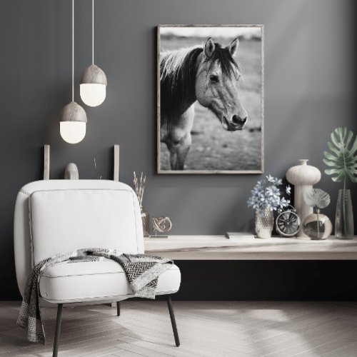 Black and White Horse Animal Photo Poster