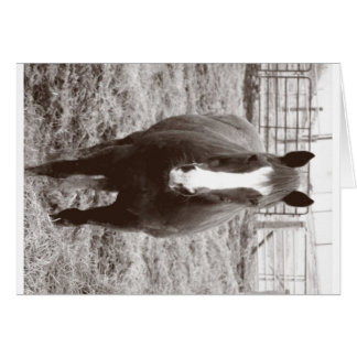 Black and white horse cards