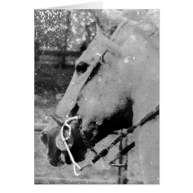 Black and White Horse Grunge, Birthday Cards (Front)