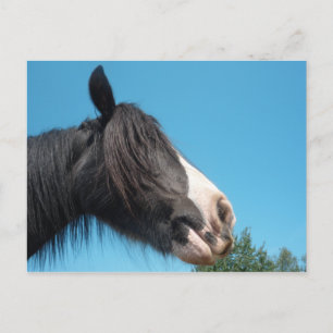 Black and White Horse / Pony - Horse Photography Postcard