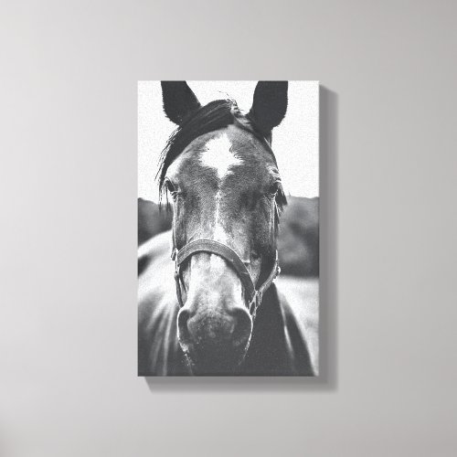 Black and White Horse Portrait Photo Canvas Print