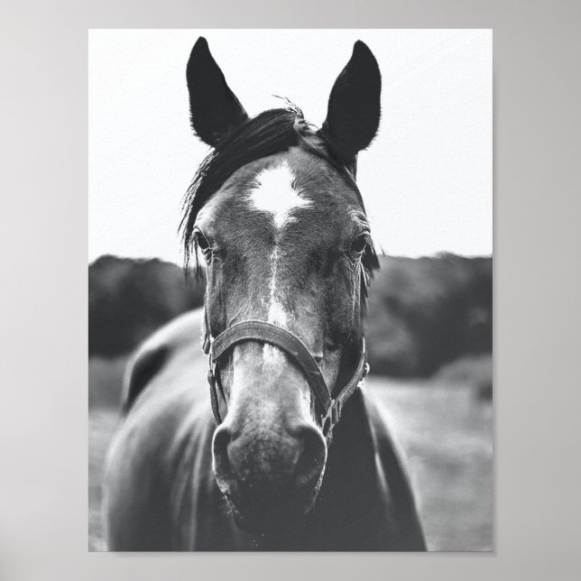 Black and White Horse Portrait Photo Poster (Front)