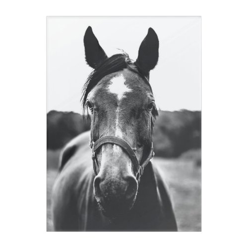 Black and White Horse Portrait Photo Print