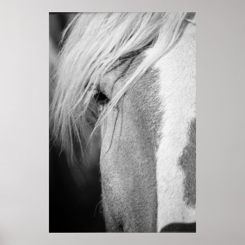 Black and White Horse Portrait Poster