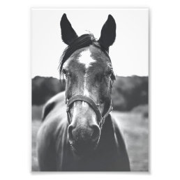 Black and White Horse Portrait Print