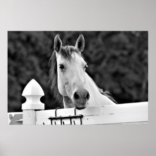 Black and White Horse Poster
