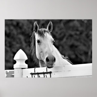 Black and White Horse Poster