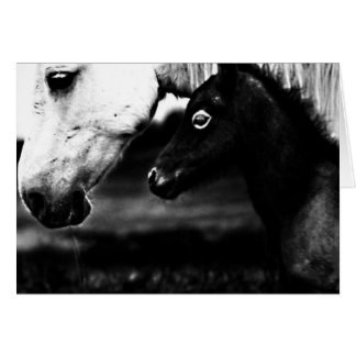 Black and White Horses Cards