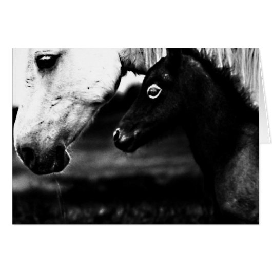 Black and White Horses Cards (Front Horizontal)