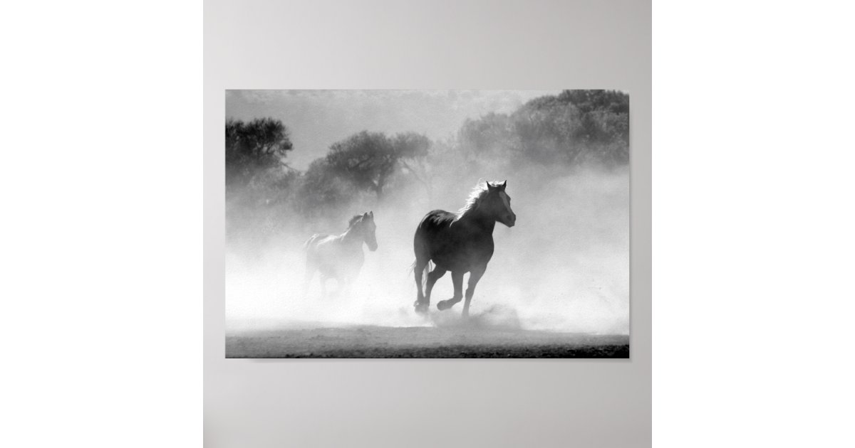 Black and white horses poster Zazzle