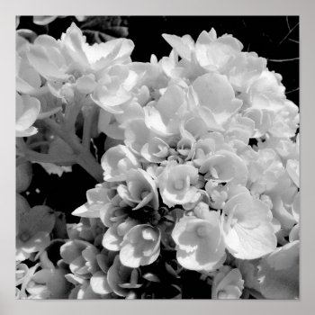 Black And White Hydrangea Floral Photography Print by BlueHyd at Zazzle