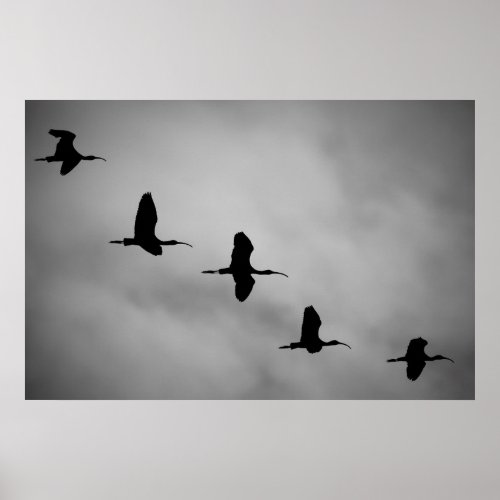 Black and White Ibis Birds Photo Poster