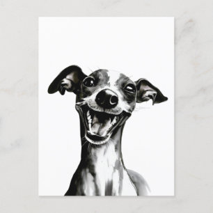 Black and white Iggy Cute Italian Greyhound Postcard