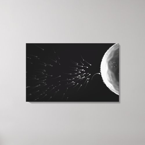 Black and white illustration of fertilization canvas print