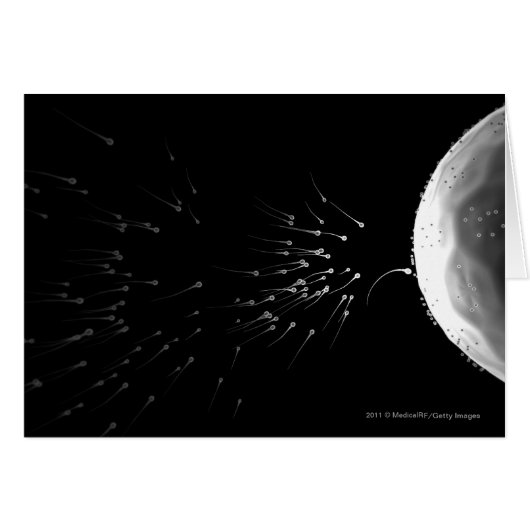 Black and white illustration of fertilization cards (Front Horizontal)
