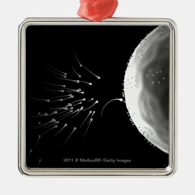 Black and white illustration of fertilization metal ornament (Front)