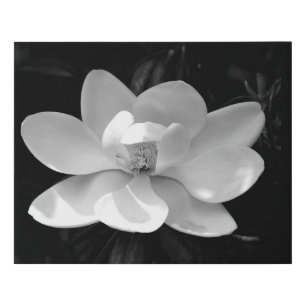 Black and white image magnolia flower faux canvas print