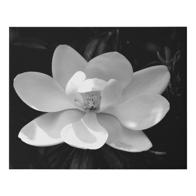 Black and white image magnolia flower faux canvas print (Front)