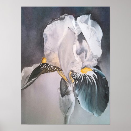 black and white iris flower poster