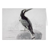 Black and White Kingfisher (Front Horizontal)