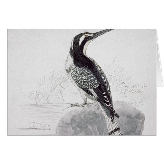 Black and White Kingfisher (Front Horizontal)