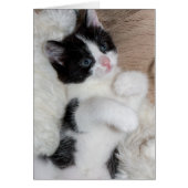 Black and white kitten (Front)