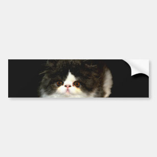 Black and White Kitten Bumper Sticker