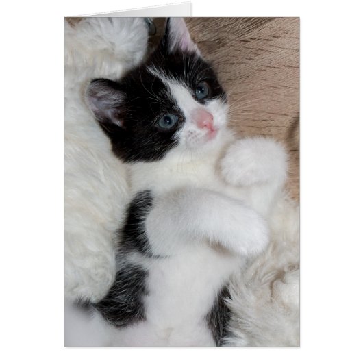 Black and white kitten cards (Front)