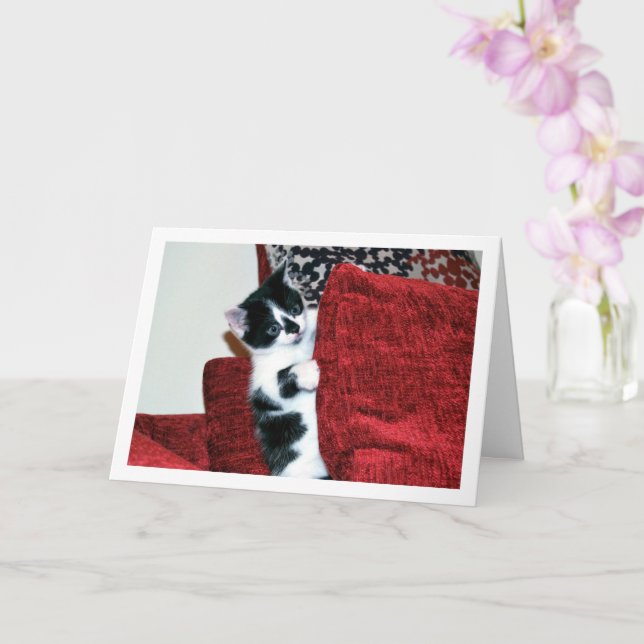 Black and White Kitten on Cushions Card (Orchid)