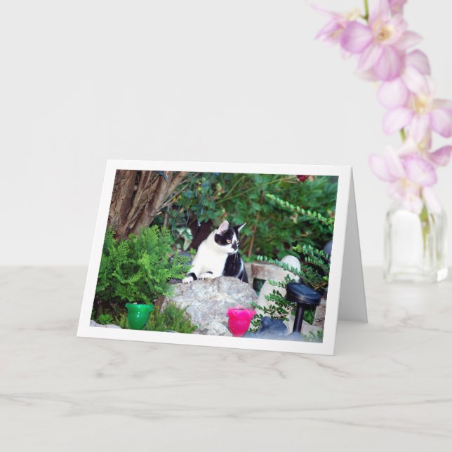 Black and White Kitten on Rockery Card (Orchid)
