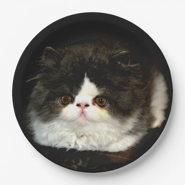 Black and White Kitten  Paper Plates (Front)