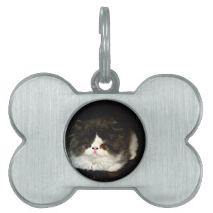 Black and White Kitten Pet Name Tag